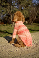 Küçük ırk Poodle üzerinde batik mercan el örgüsü köpek kazağı, parkta sıcak lifestyle görünüm