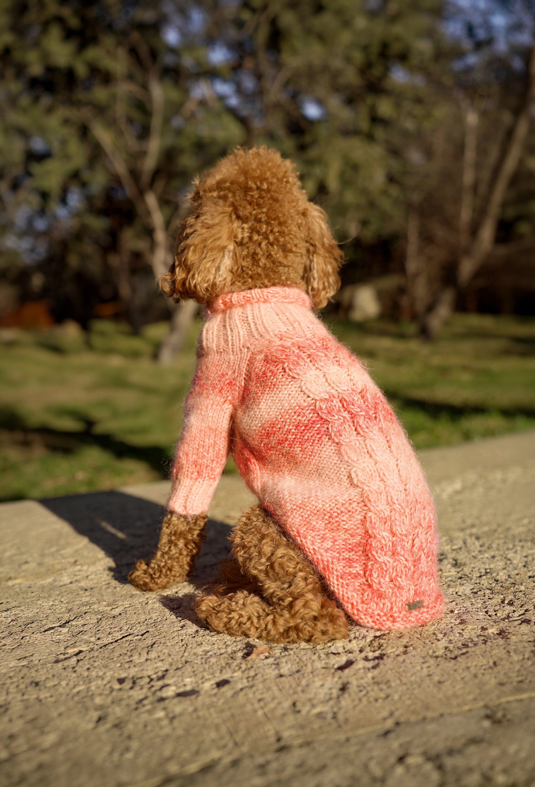 Küçük ırk Poodle üzerinde batik mercan el örgüsü köpek kazağı, parkta sıcak lifestyle görünüm