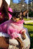 Chihuahua üzerinde batik pembe örgülü el yapımı köpek kazak, dış mekan lifestyle çekimi