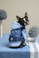 Bebek mavisi kapüşonlu köpek denim ceketi giyen Boston Terrier köpeği iç mekanda arkadan görünüm ile şık pet kıyafeti sergiliyor