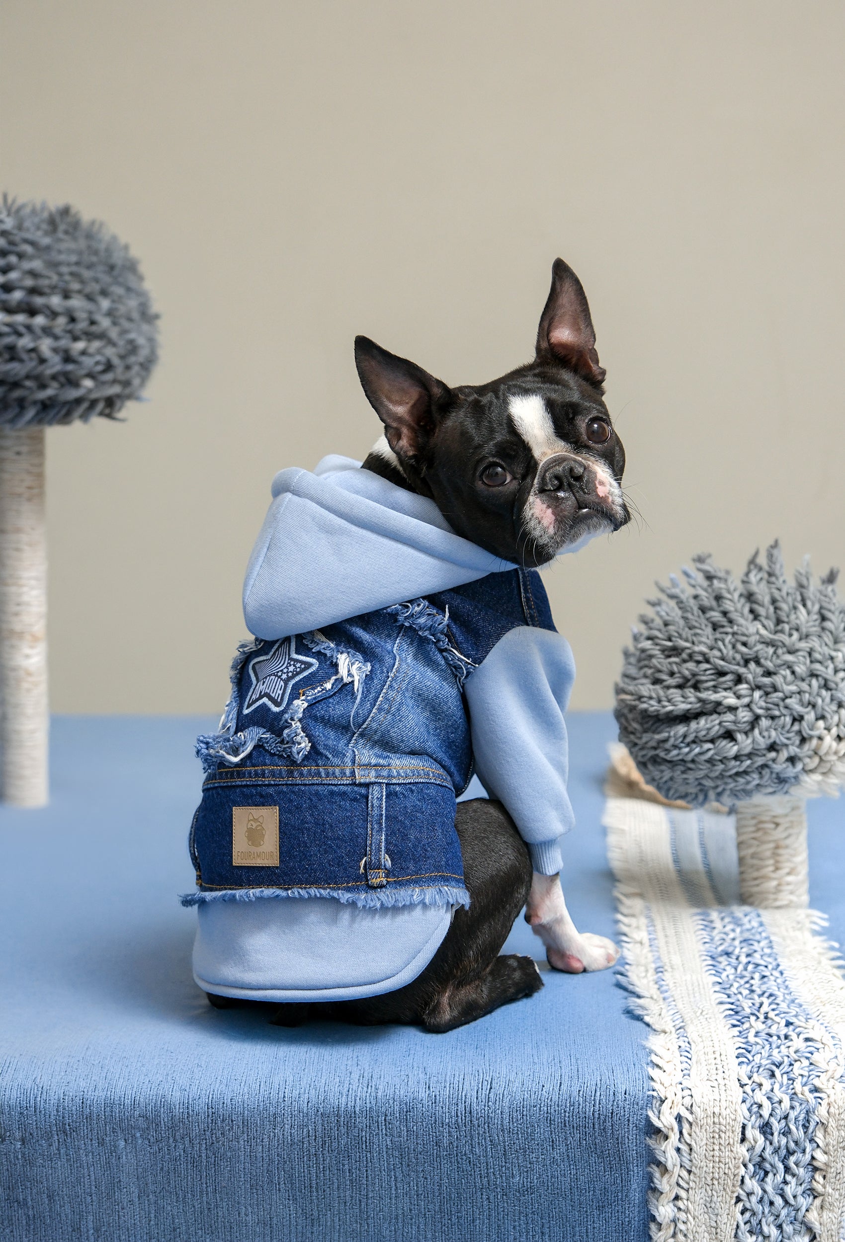 Bebek mavisi kapüşonlu köpek denim ceketi giyen Boston Terrier köpeği iç mekanda arkadan görünüm ile şık pet kıyafeti sergiliyor