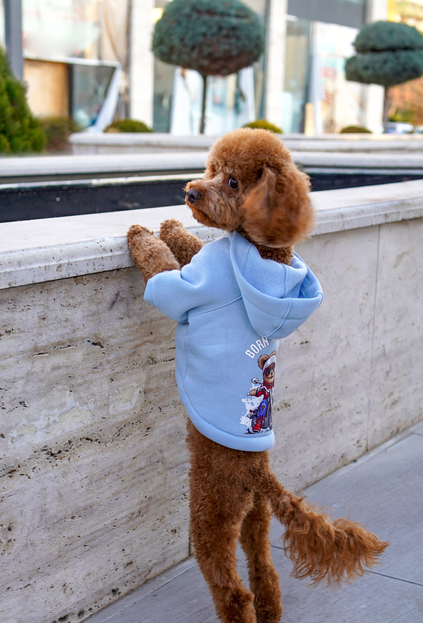 Bebek Mavisi Köpek Hoodie “Crazy Rider” – Fouramour