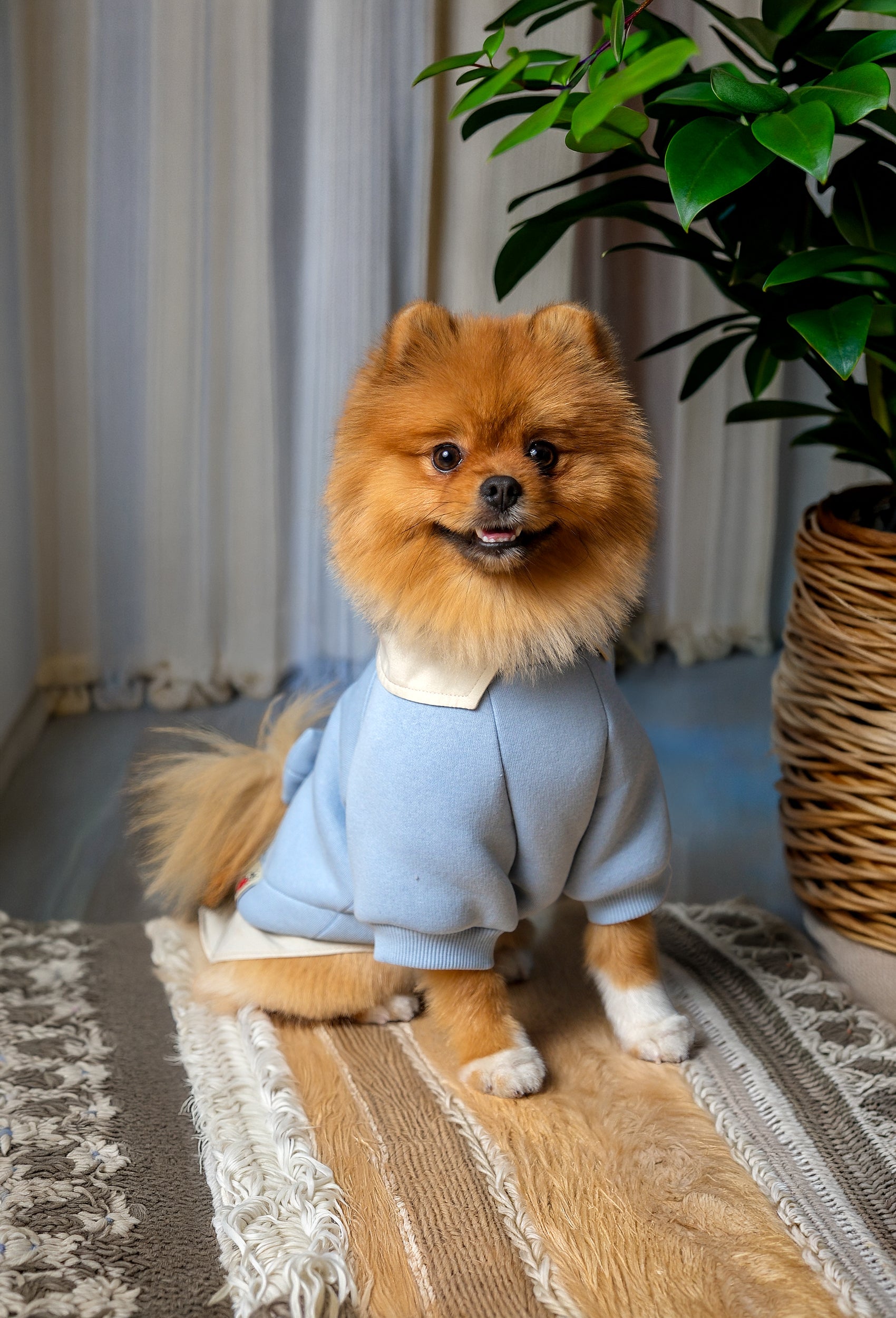 Bebek mavisi köpek sweatshirtü giyen Pomeranian köpek ev ortamında halı üzerinde oturuyor