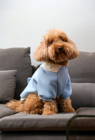 Bebek mavisi Prof Dog köpek sweatshirt giyen apricot poodle ev ortamında önden lifestyle görünüm