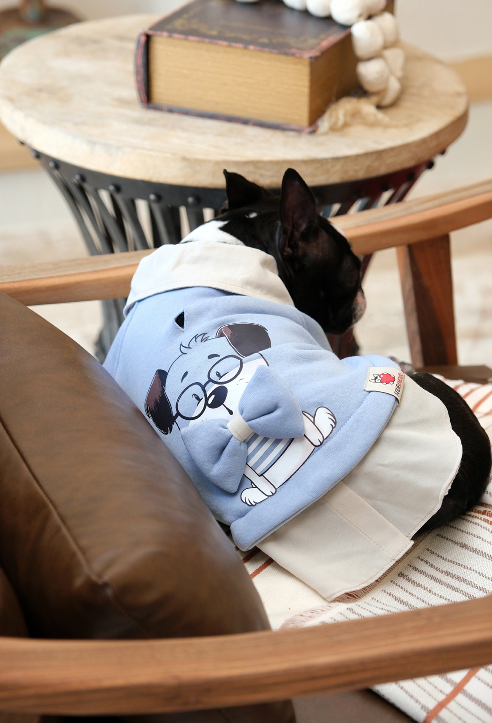 Bebek mavisi Prof Dog köpek sweatshirt giyen Boston Terrier cafe ortamında arkadan lifestyle görünüm