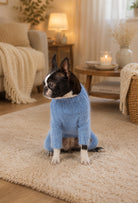 Boston Terrier üzerinde bebek mavisi el örgüsü köpek tulumu, sıcak ev ortamında lifestyle çekim