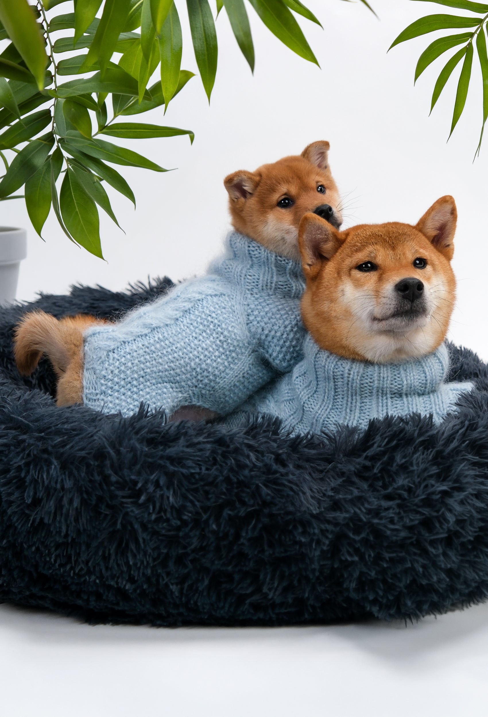 İki Shiba Inu üzerinde bebek mavisi pirinç ve burgu örgü köpek tulumu, evde konforlu görünüm