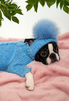 Boston Terrier üzerinde bebek mavisi ponponlu el örgüsü köpek şapkası, yumuşak lifestyle çekimi