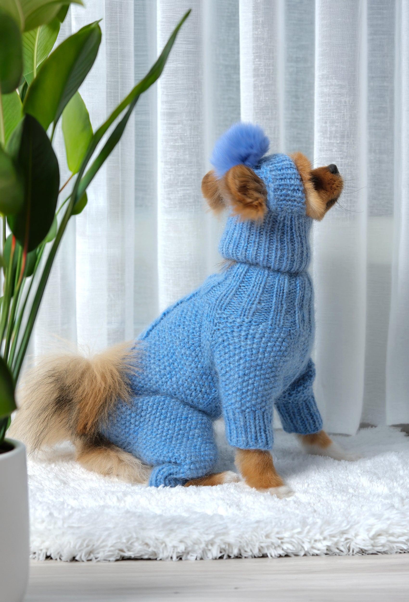 Pomeranian üzerinde bebek mavisi ponponlu el örgüsü köpek şapkası, evde şık lifestyle görünüm
