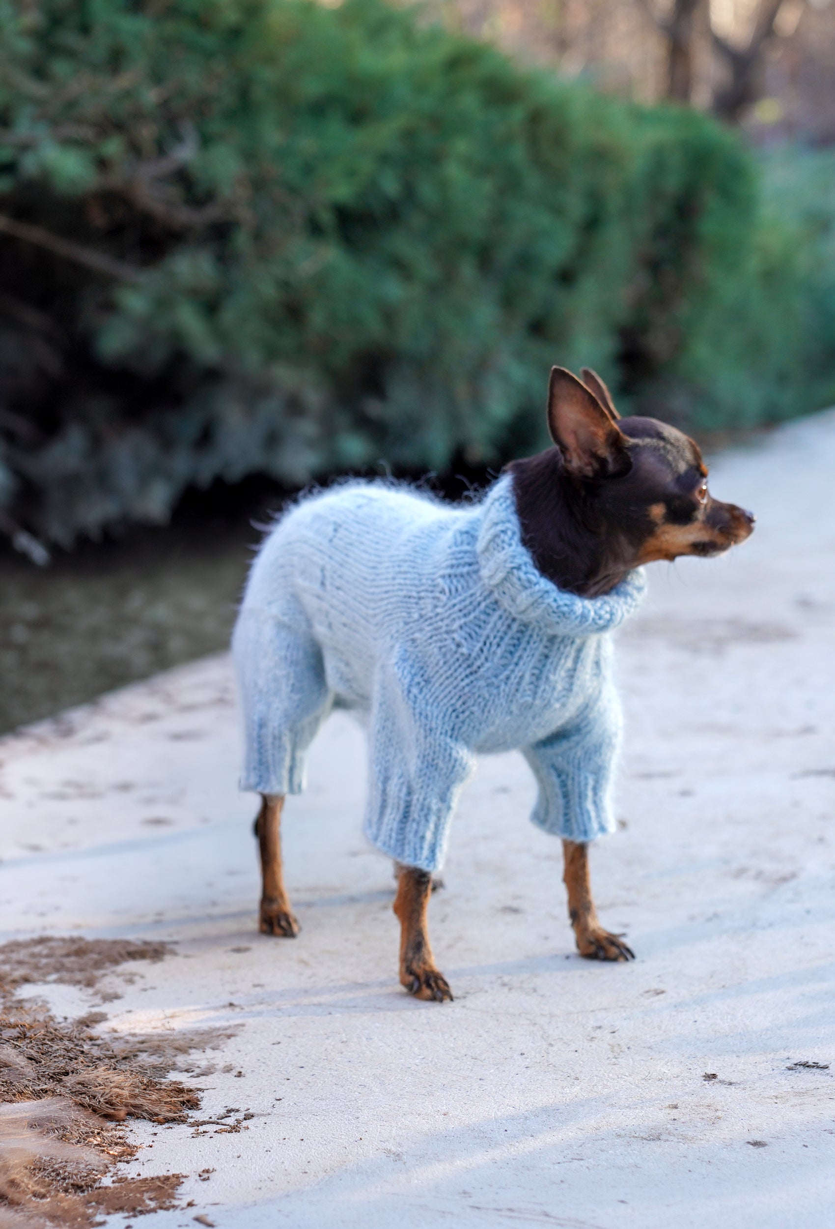 Chihuahua üzerinde buz mavisi el örgüsü köpek tulumu, dış mekanda zarif lifestyle çekimi