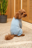 Toy Poodle üzerinde buz mavisi örgü köpek tulumu, arka detaylarıyla doğal ev ortamı çekimi