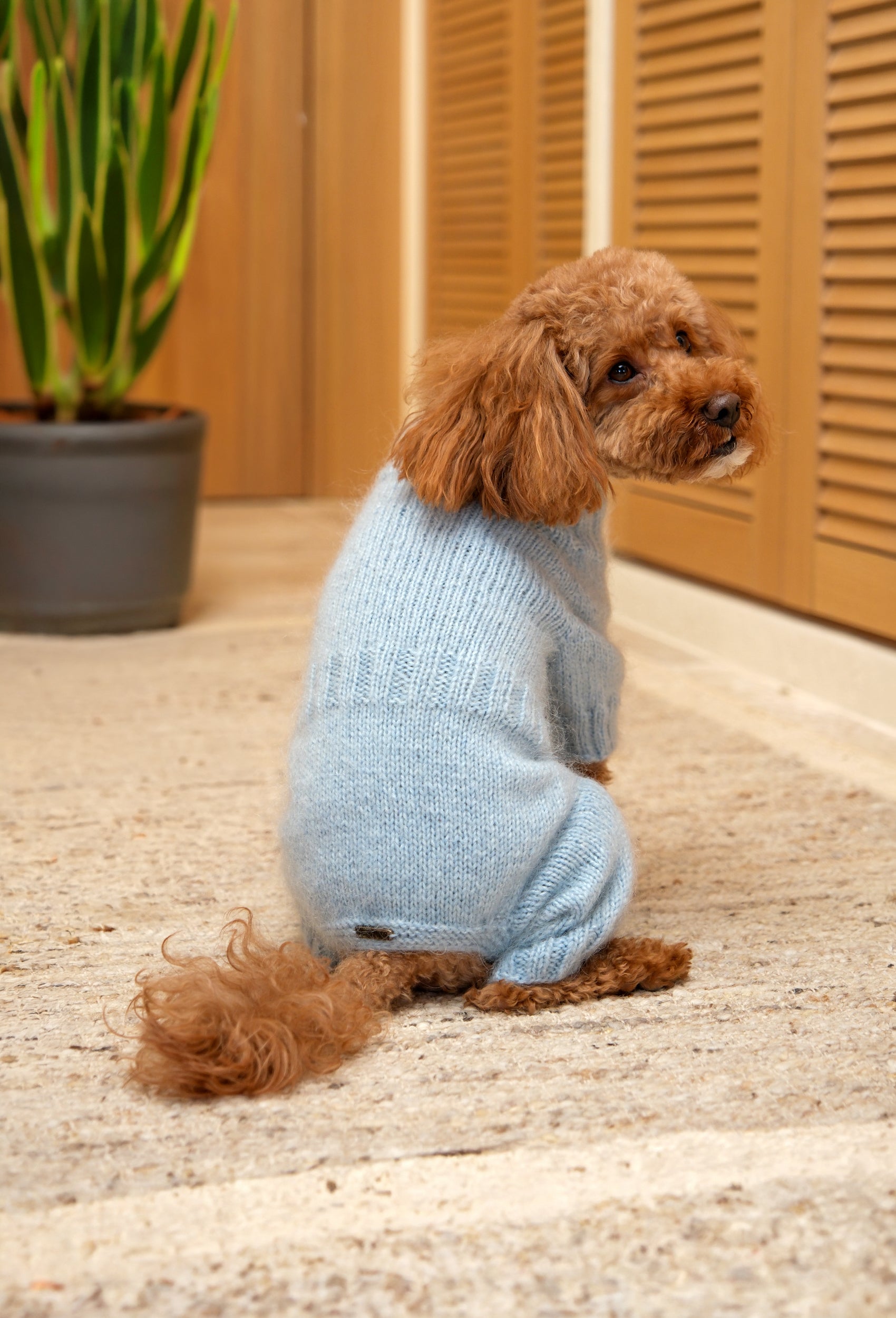 Toy Poodle üzerinde buz mavisi örgü köpek tulumu, arka detaylarıyla doğal ev ortamı çekimi