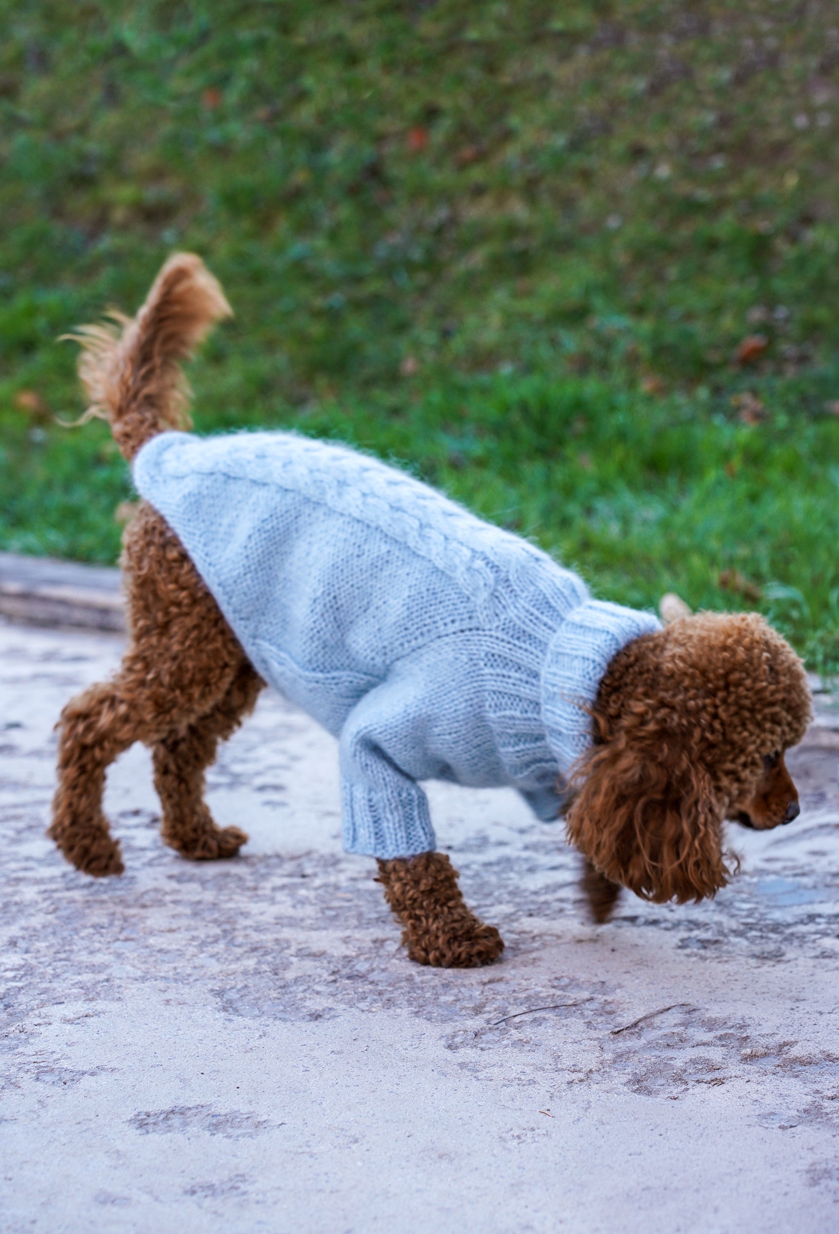 Poodle üzerinde buz mavisi el örgüsü köpek kazak, dış mekanda sıcak ve şık kış görünüm