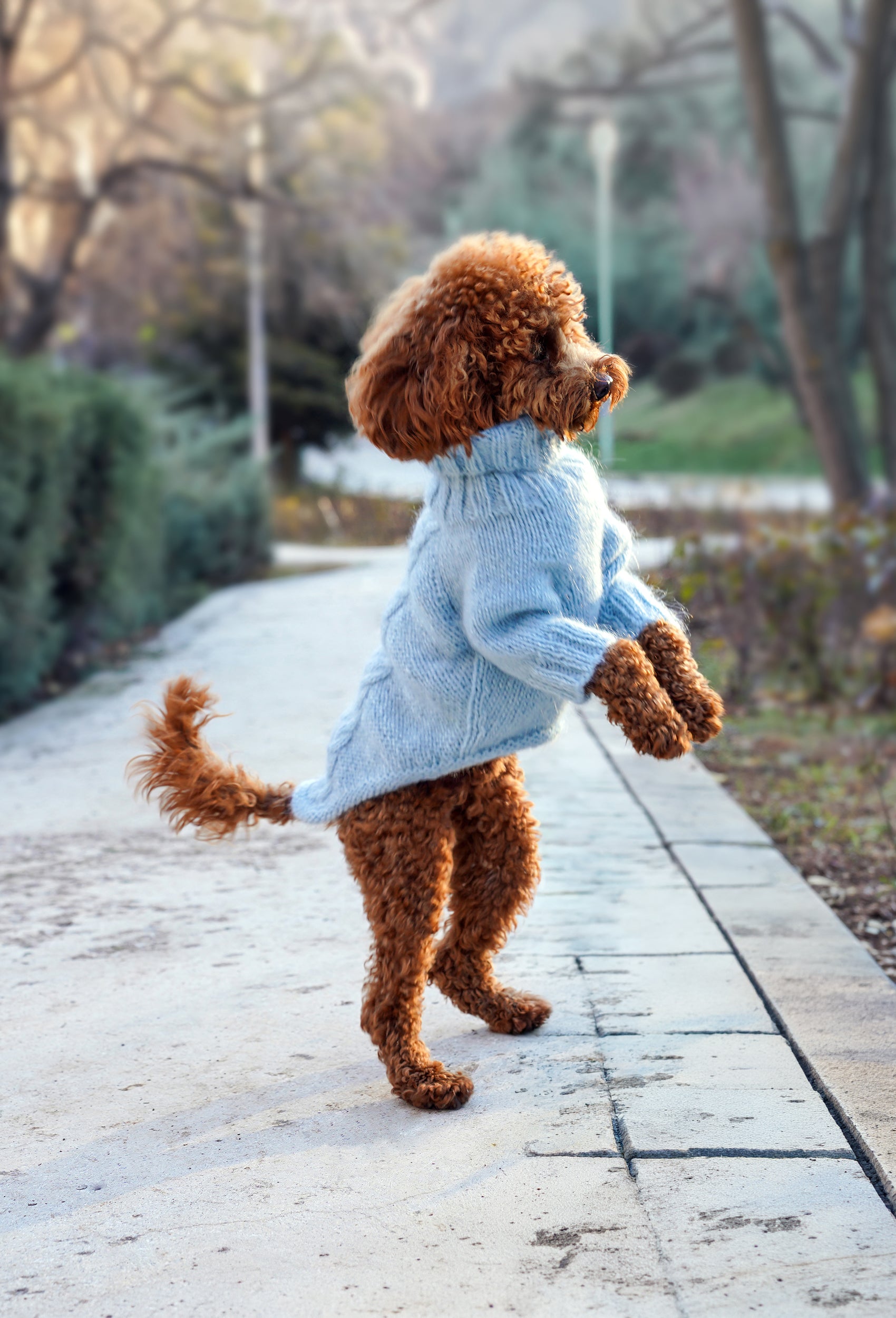 Toy Poodle üzerinde buz mavisi el örgüsü köpek kazak, parkta doğal ve sevimli görünüm