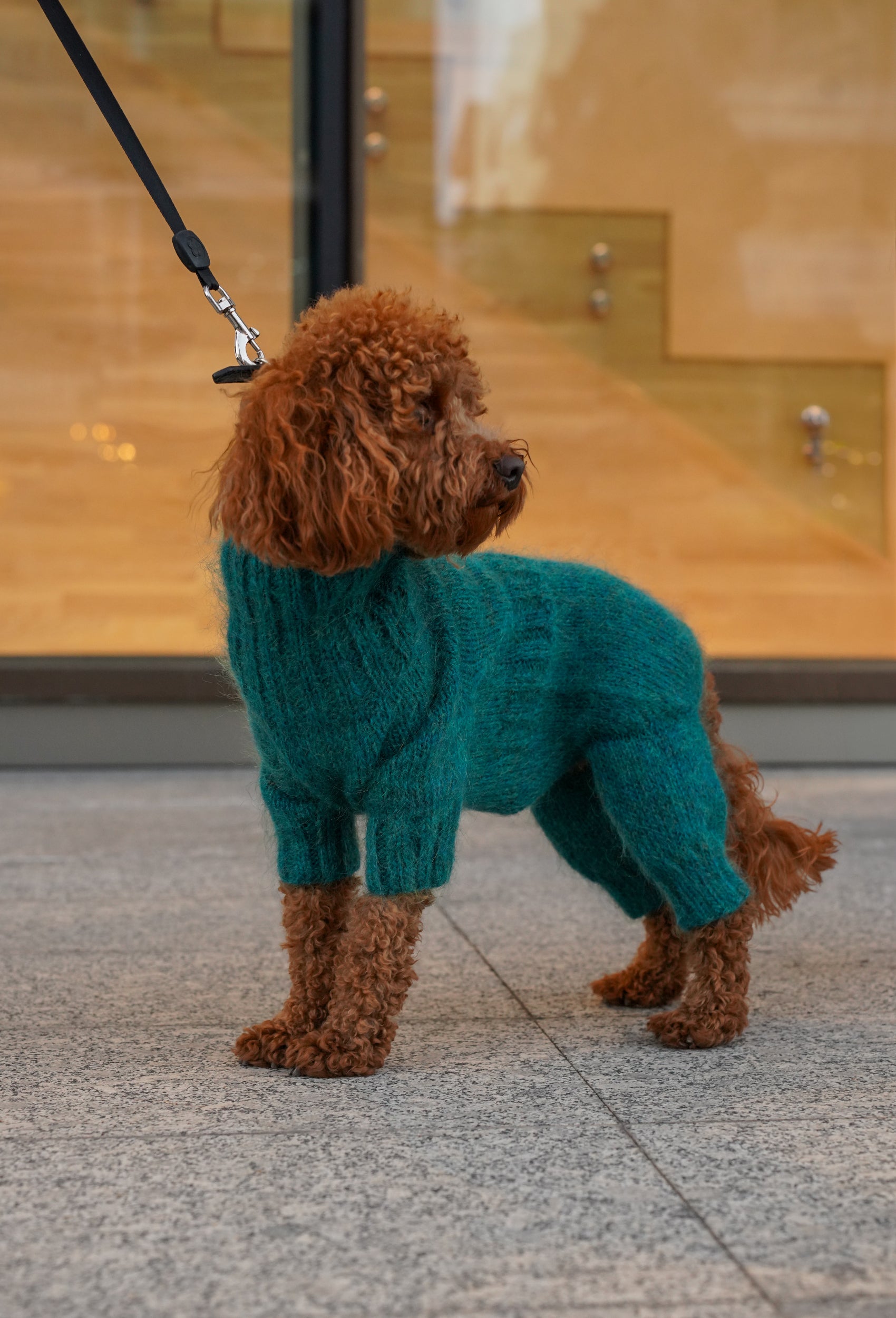 Toy Poodle üzerinde çam yeşili el yapımı köpek tulumu, şehir yürüyüşünde şık lifestyle çekimi