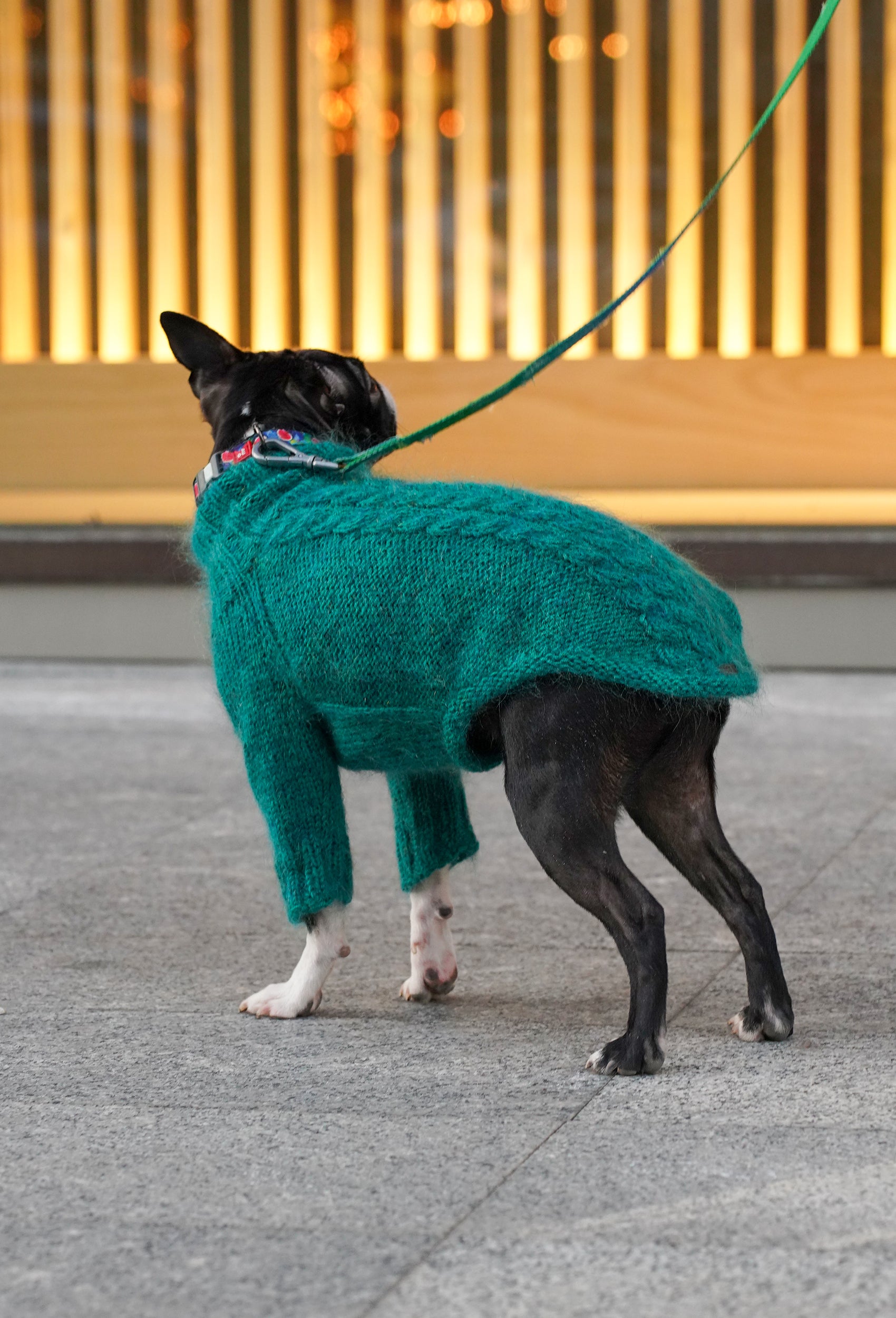 Boston Terrier üzerinde çam yeşili örgülü köpek kazak, şehir yürüyüşünde arkadan görünüm