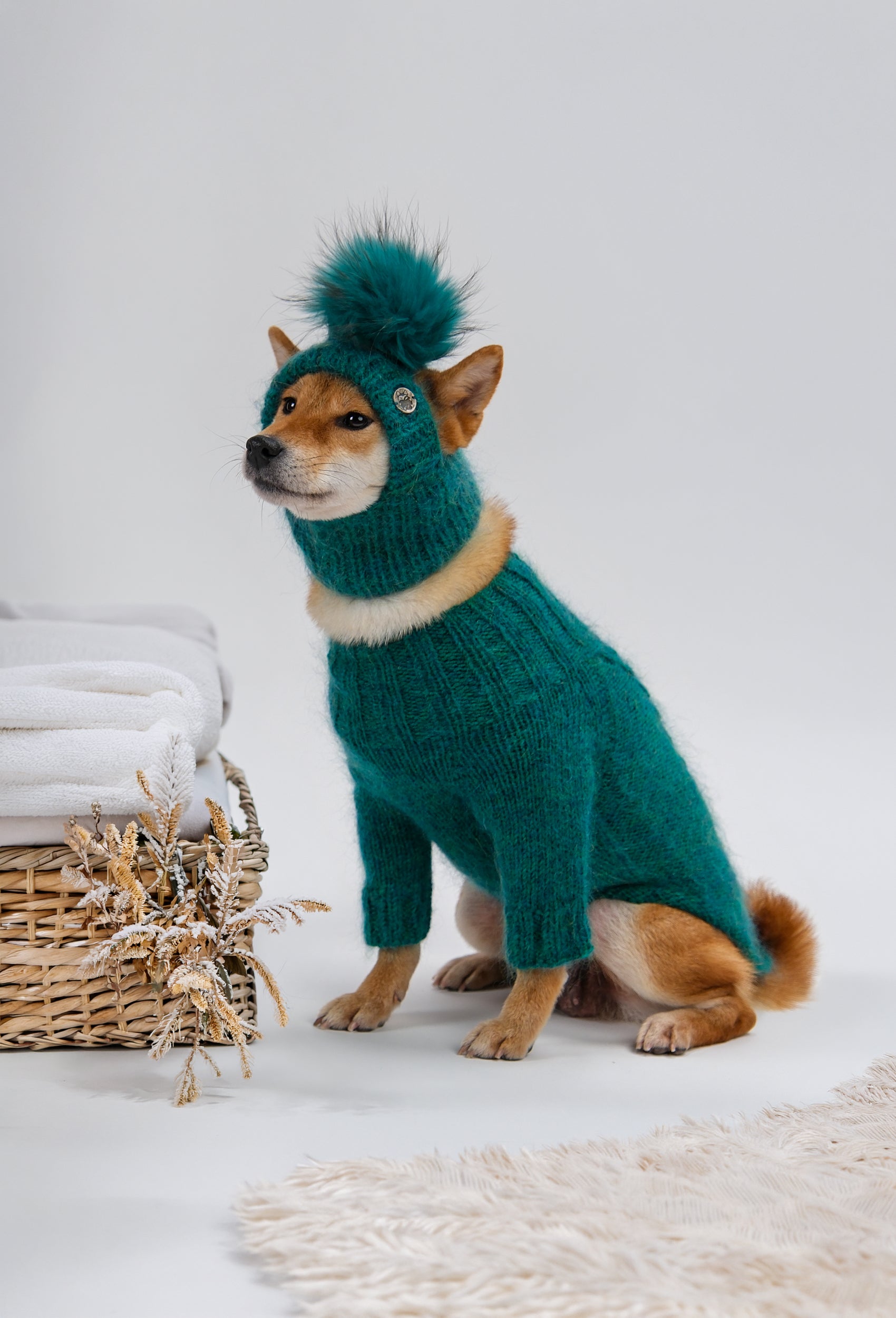 Shiba Inu üzerinde çam yeşili örgülü köpek kazak, ponponlu şapka ile stüdyo lifestyle çekimi