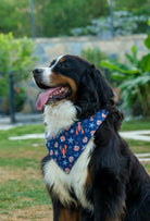 Çift taraflı Beach Please köpek bandanası takan bernese mountain dog bahçede lifestyle çekiminde