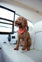 Çift taraflı Beach Please köpek bandanası takan poodle yat içinde lifestyle çekiminde