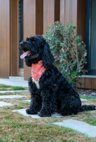 Çift taraflı Can’t Touch This köpek bandanası takan black cockapoo bahçede lifestyle çekiminde
