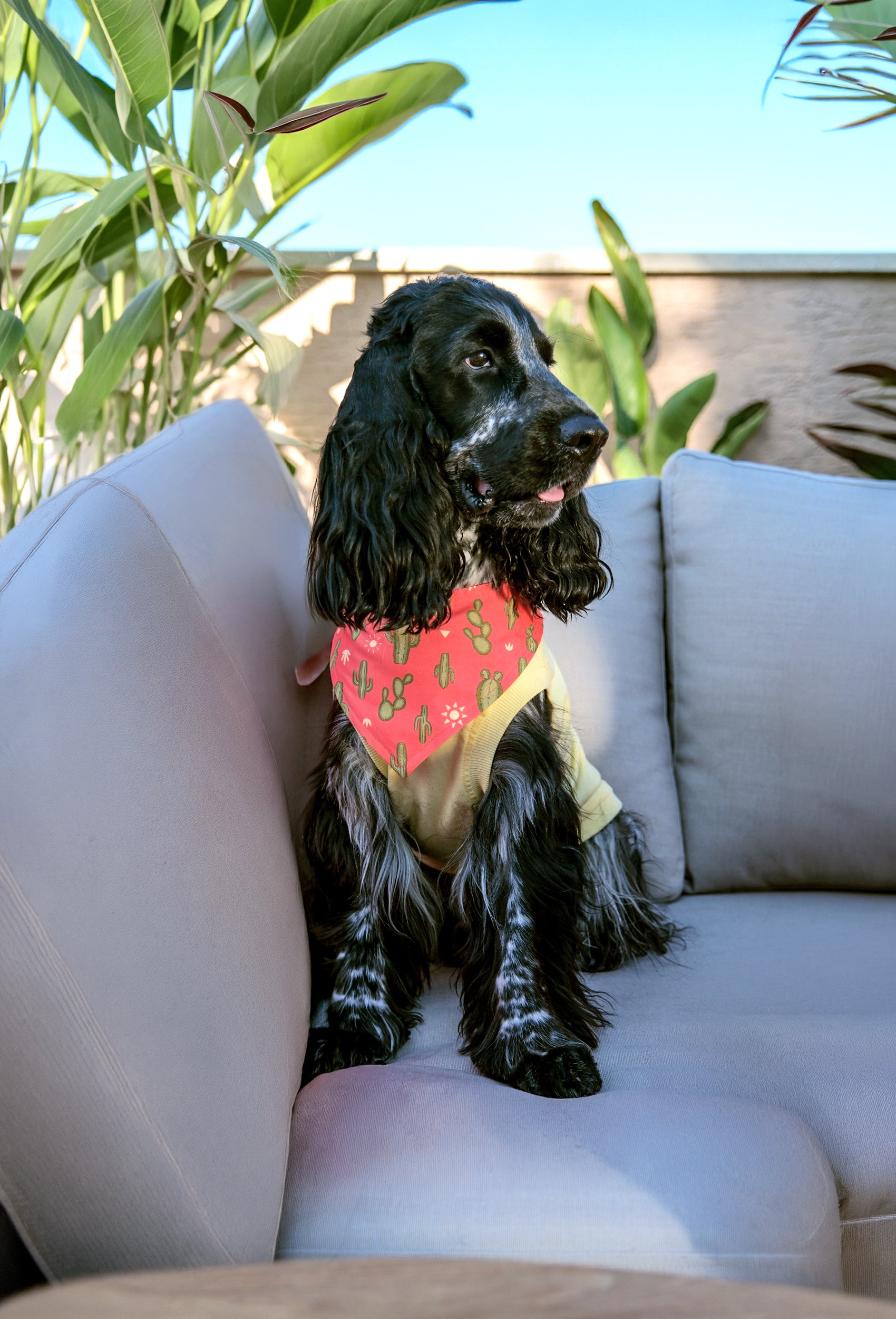 Çift taraflı Can’t Touch This köpek bandanası takan cocker spaniel kanepe üzerinde lifestyle çekiminde