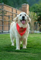 Çift taraflı Can’t Touch This köpek bandanası takan golden retriever bahçede lifestyle çekiminde