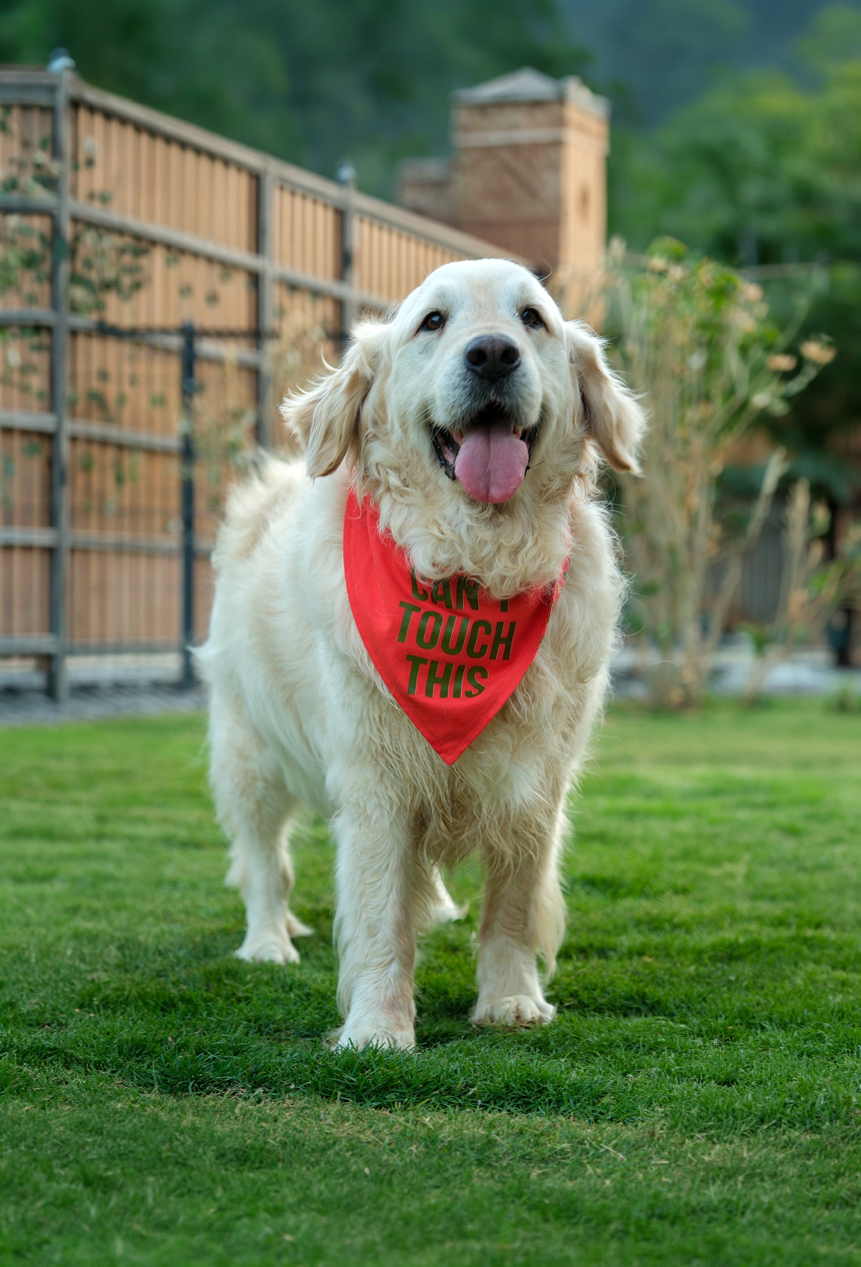 Çift taraflı Can’t Touch This köpek bandanası takan golden retriever bahçede lifestyle çekiminde