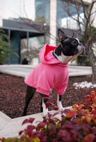 Comfy pembe Owl köpek hoodie giyen Boston Terrier bahçede önden outdoor lifestyle görünüm