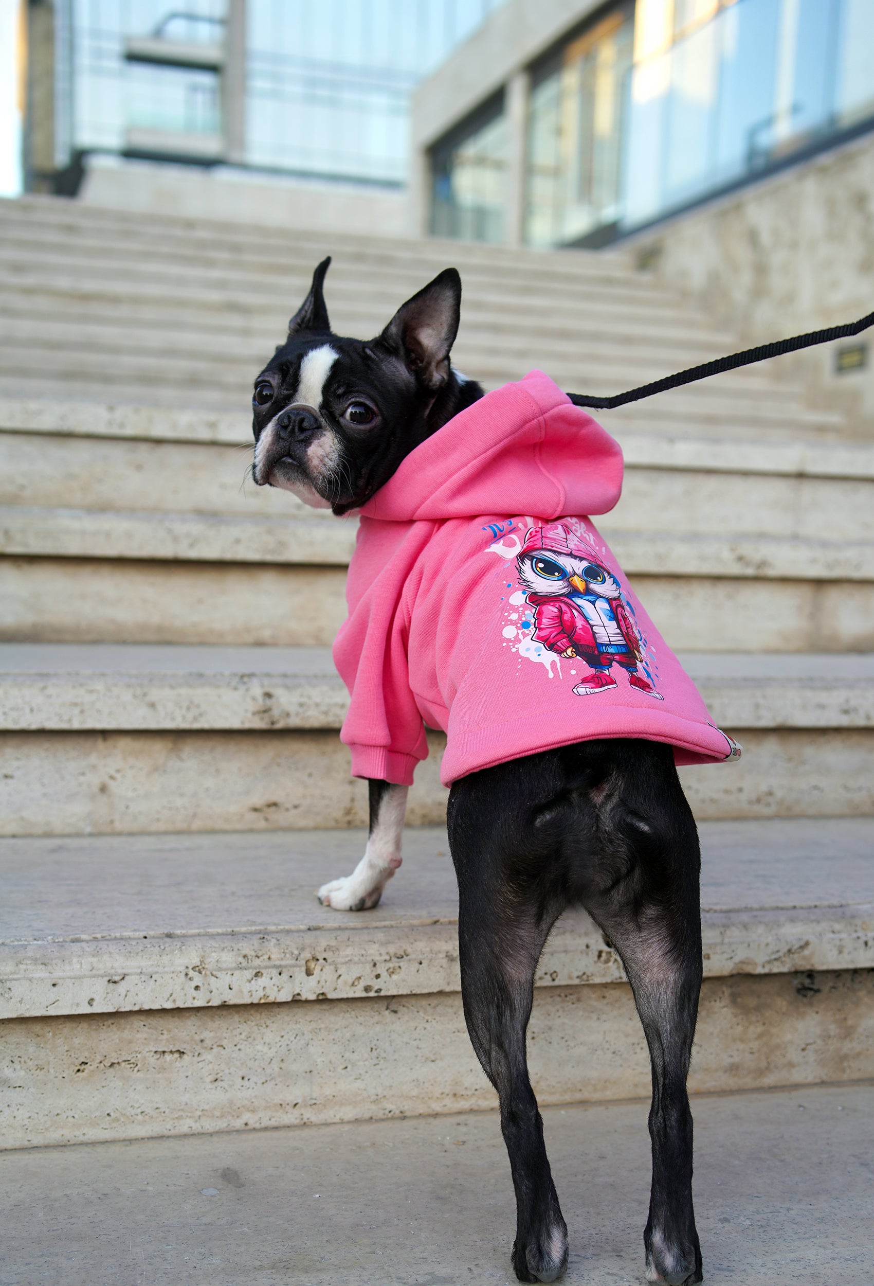 Comfy pembe Owl köpek hoodie giyen Boston Terrier merdivenlerde gezen outdoor lifestyle görünüm