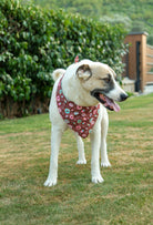 Do Not Feed Me çift taraflı köpek bandanası takan mixed breed köpek bahçede lifestyle çekiminde