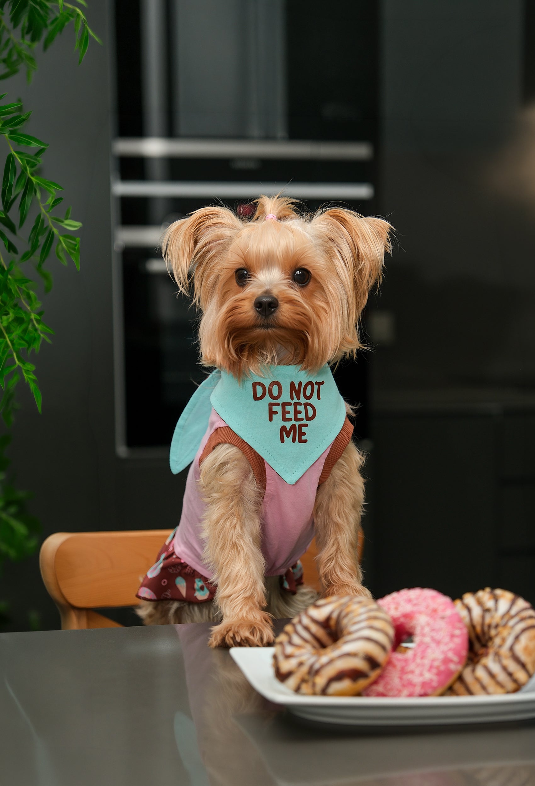 Do Not Feed Me çift taraflı köpek bandanası takan yorkshire terrier mutfakta donutların yanında lifestyle çekiminde