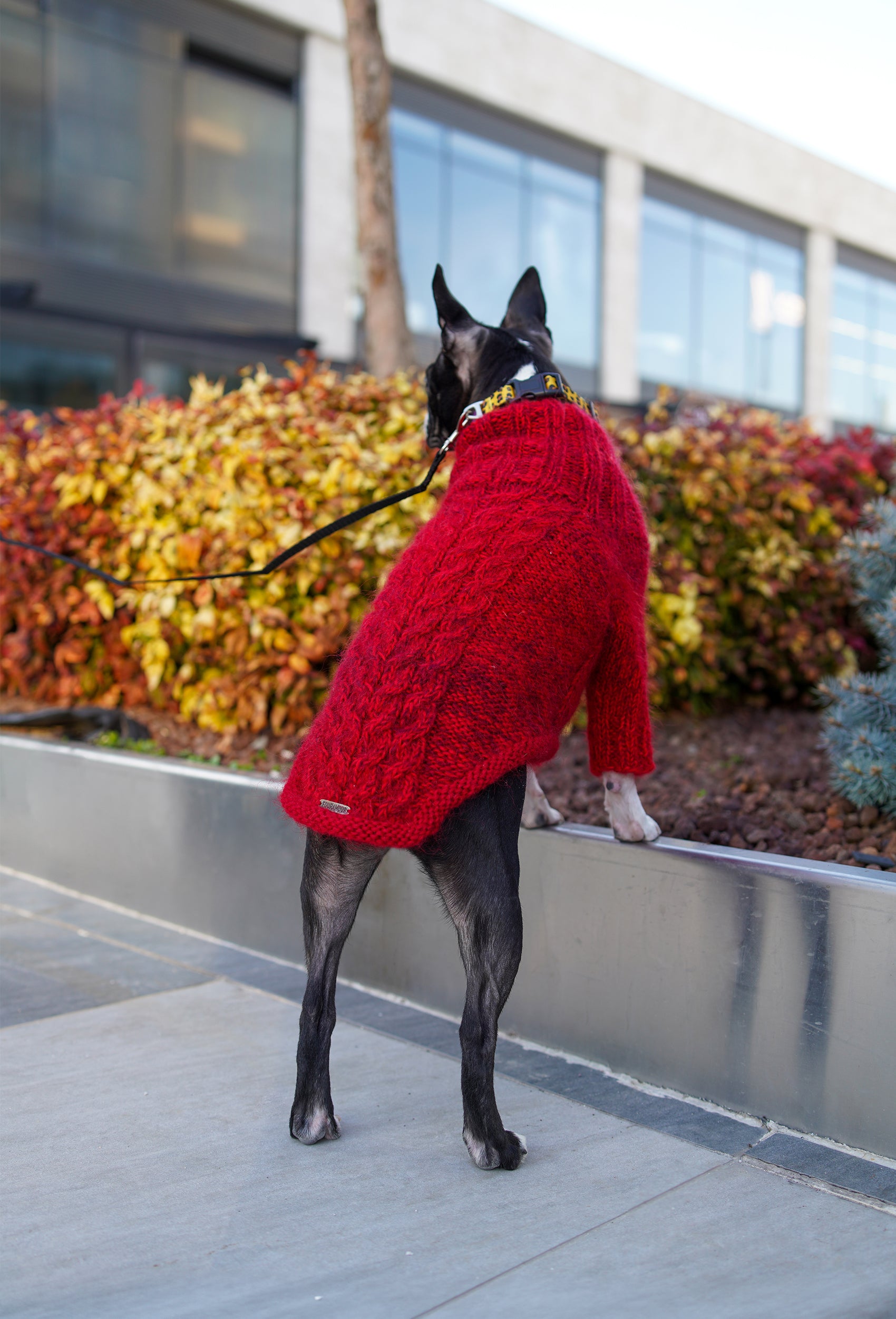 Boston Terrier üzerinde batik vişne rengi örgülü regular fit köpek kazak, dış mekanda lifestyle görünüm