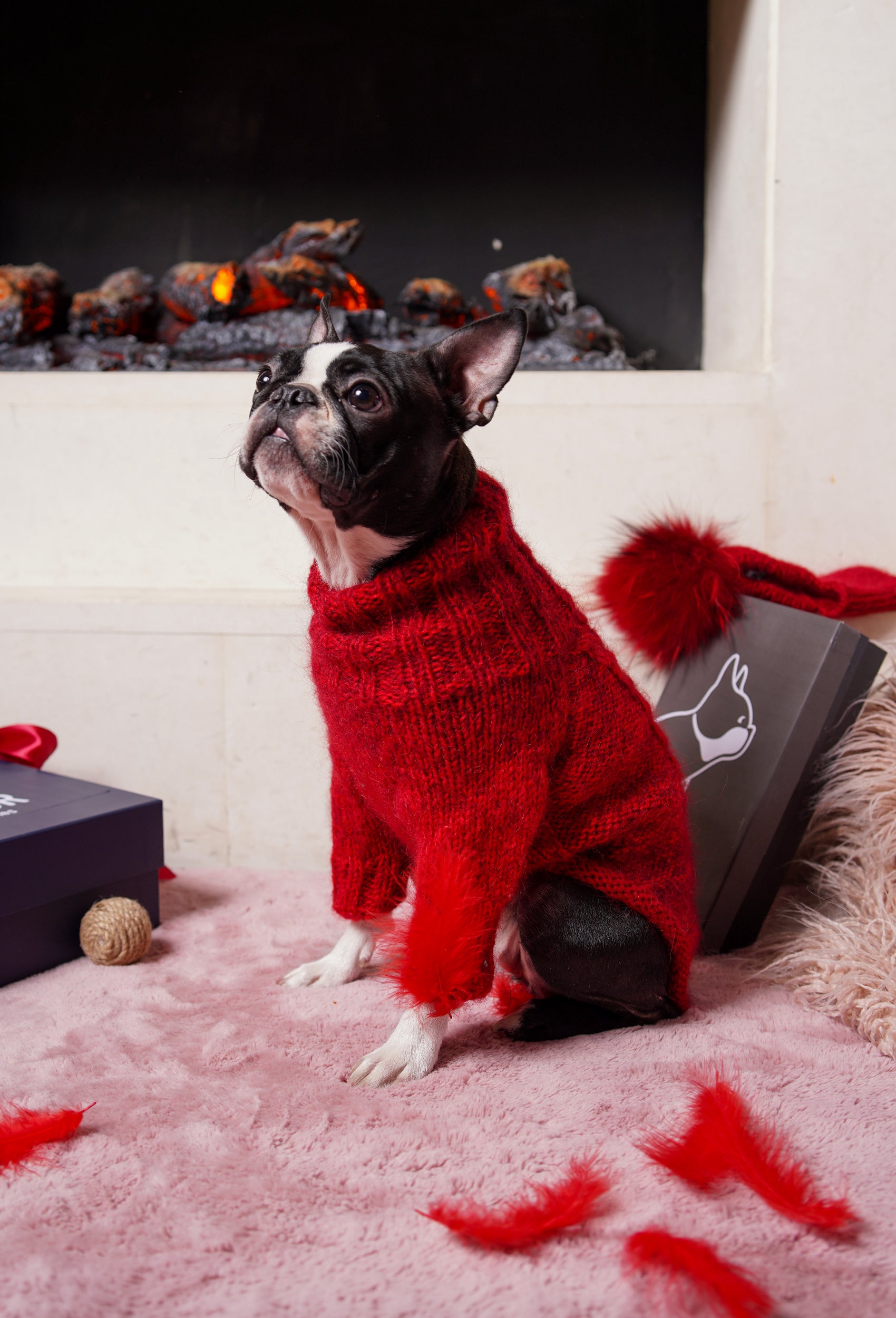 Boston Terrier üzerinde batik vişne rengi örgülü regular fit köpek kazak, şömine önünde yaşam stili