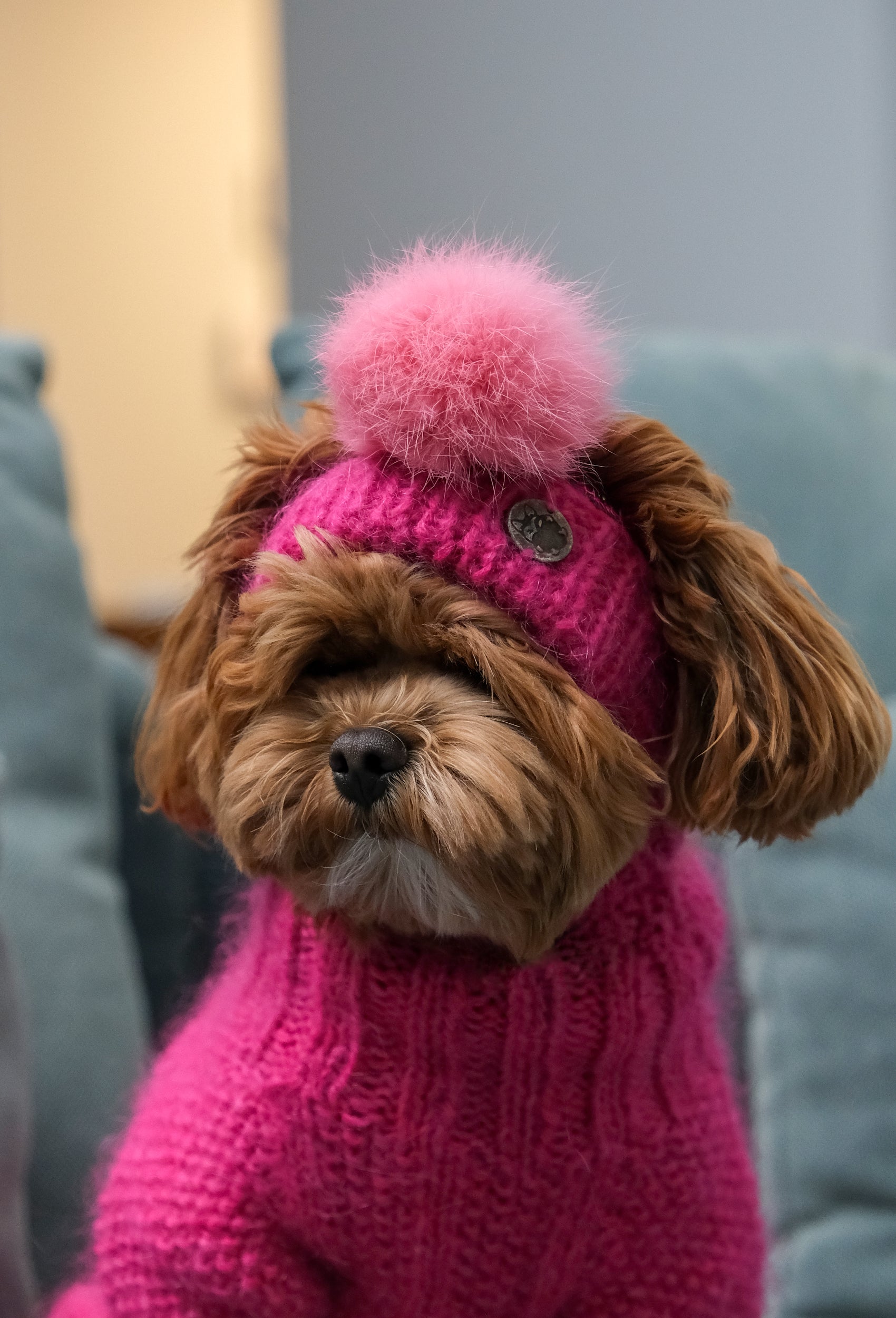 Fuşya ponponlu el örgüsü köpek şapkası takan maltipoo, pembe trikosuyla sıcak bir görünüm sunuyor.