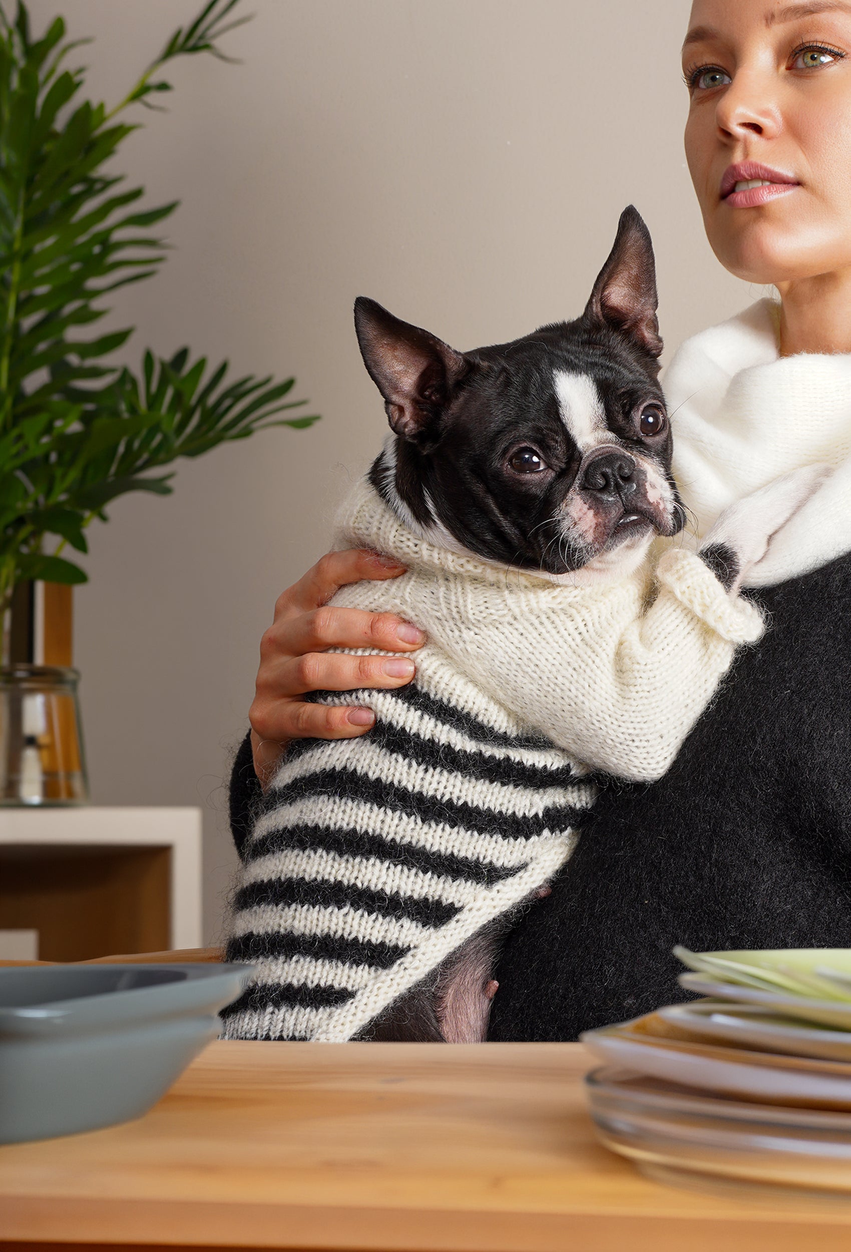 Boston Terrier üzerinde krem siyah çizgili el örgüsü köpek kazak, evde şık ve sıcak lifestyle görünüm