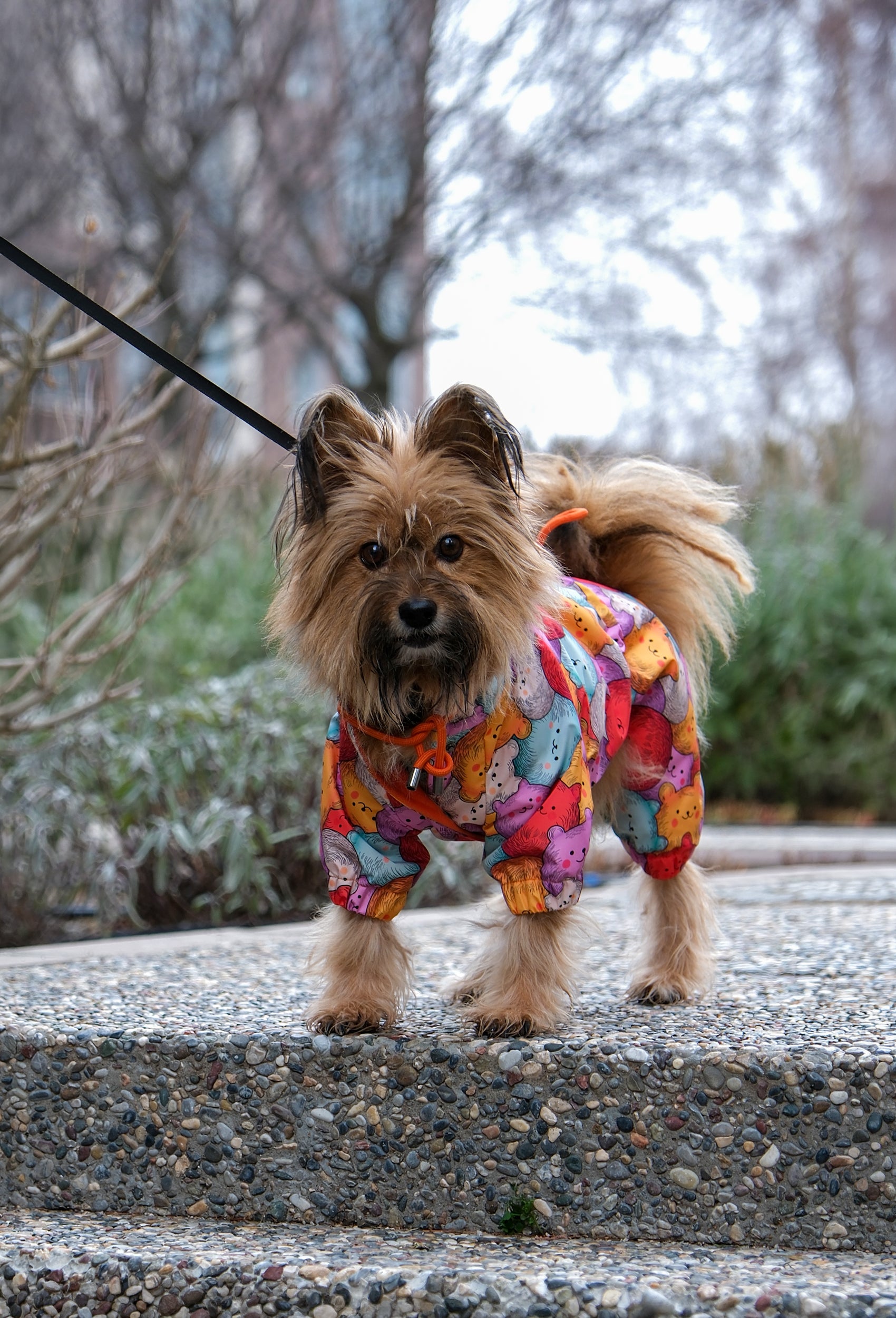 Terrier Bubble Bears polarlı su geçirmez köpek tulumu ile şehir parkında