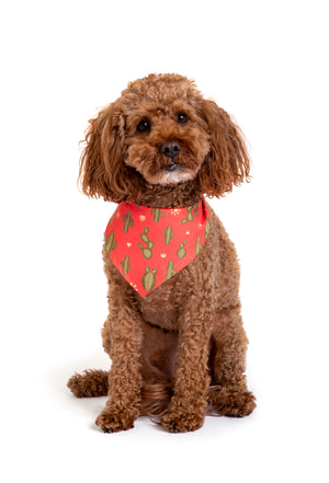 Double-Sided Dog Bandana “Can't Touch This”