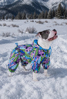 Staffordshire Bull Terrier Groovy Splash tulum ile karlı dağ yürüyüşünde