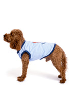 Küçük ırk köpek üzerinde pamuklu mavi köpek t-shirt ayakta yan görünüm
