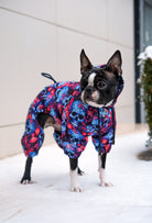 Küçük ırk Boston Terrier Skull Bloom köpek tulumu ile karlı havada