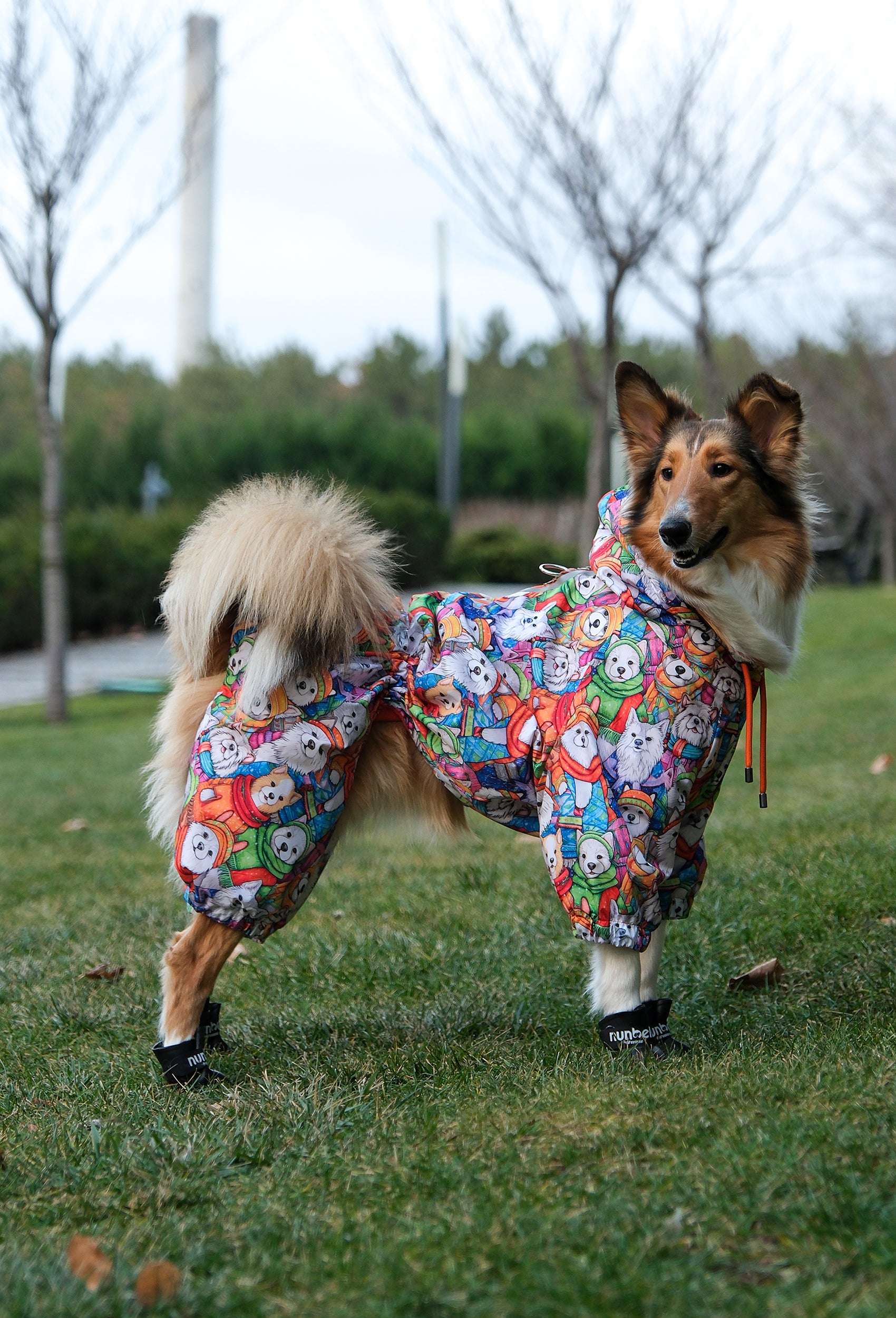 Rough Collie Winter Glow köpek tulumu ile parkta açık hava yürüyüşünde