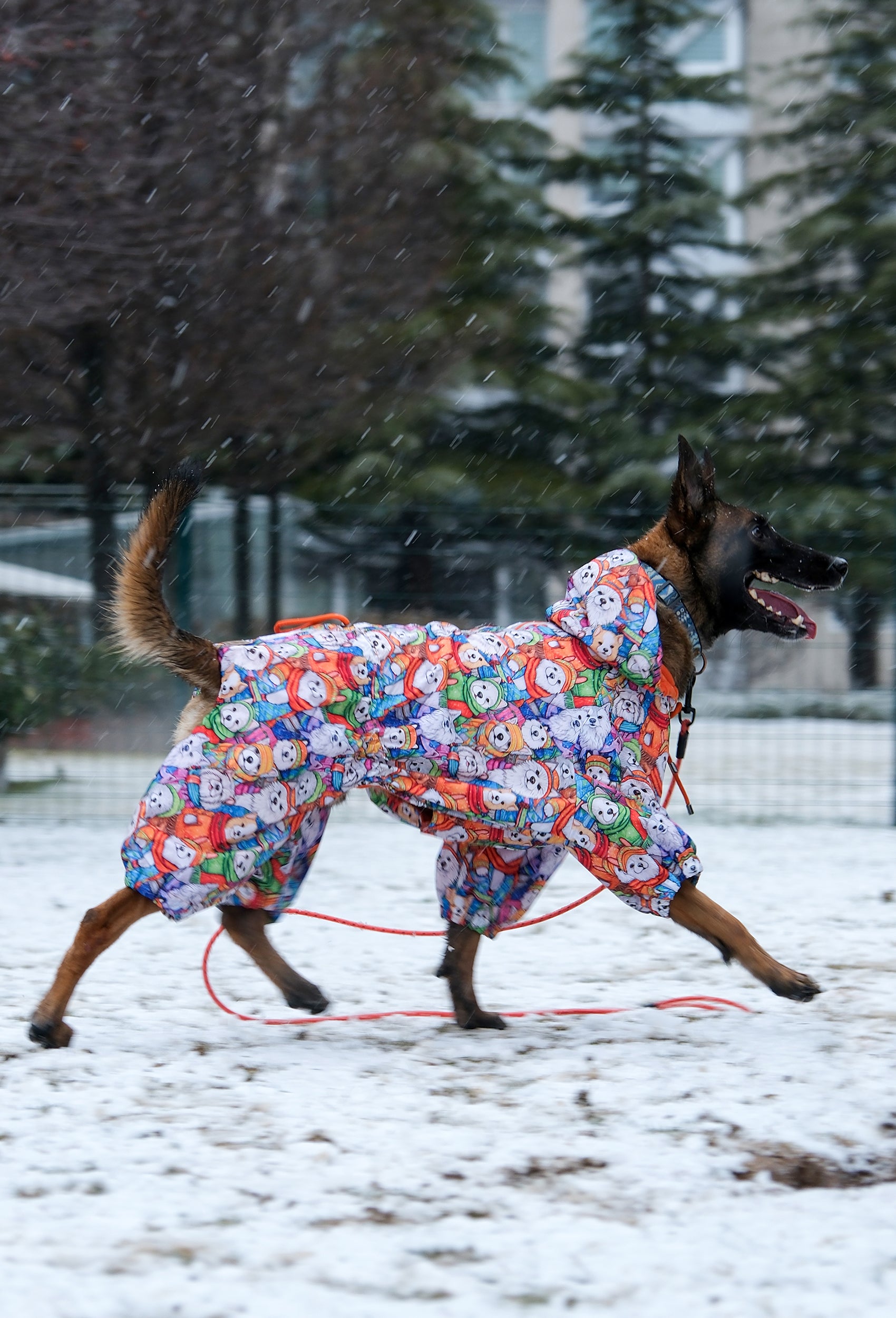 Büyük ırk Belçika Malinois Winter Glow köpek tulumu ile karda koşuyor