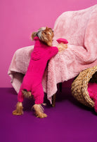 Yorkshire Terrier üzerinde fuşya çiçek detaylı el örgüsü köpek tulumu, sıcak lifestyle çekimi