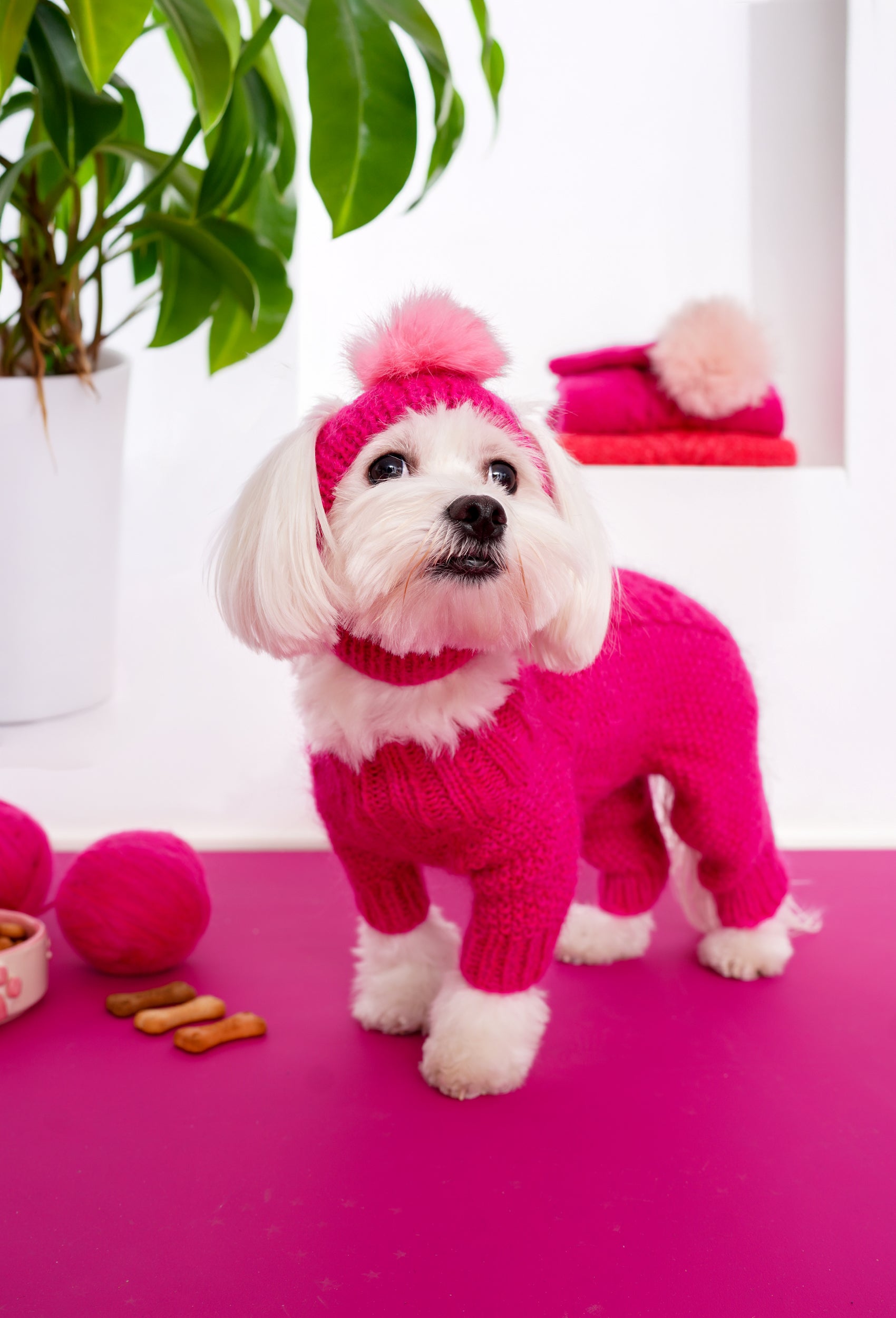 Maltese köpek üzerinde fuşya el örgüsü köpek tulumu ve ponponlu şapka kombin görünümü
