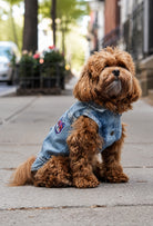 Orta kar yıkama gamer denim köpek yeleği giyen Maltipoo köpek şehir sokaklarında modern pet moda çekiminde oturuyor