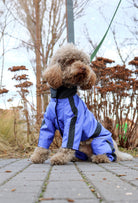 Gökyüzü mavisi su geçirmez dişi köpek tulumu giyen Poodle köpek parkta outdoor lifestyle çekiminde