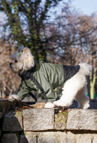 Doğada haki su geçirmez köpek montu giyen Shih Tzu köpek outdoor lifestyle fotoğrafı