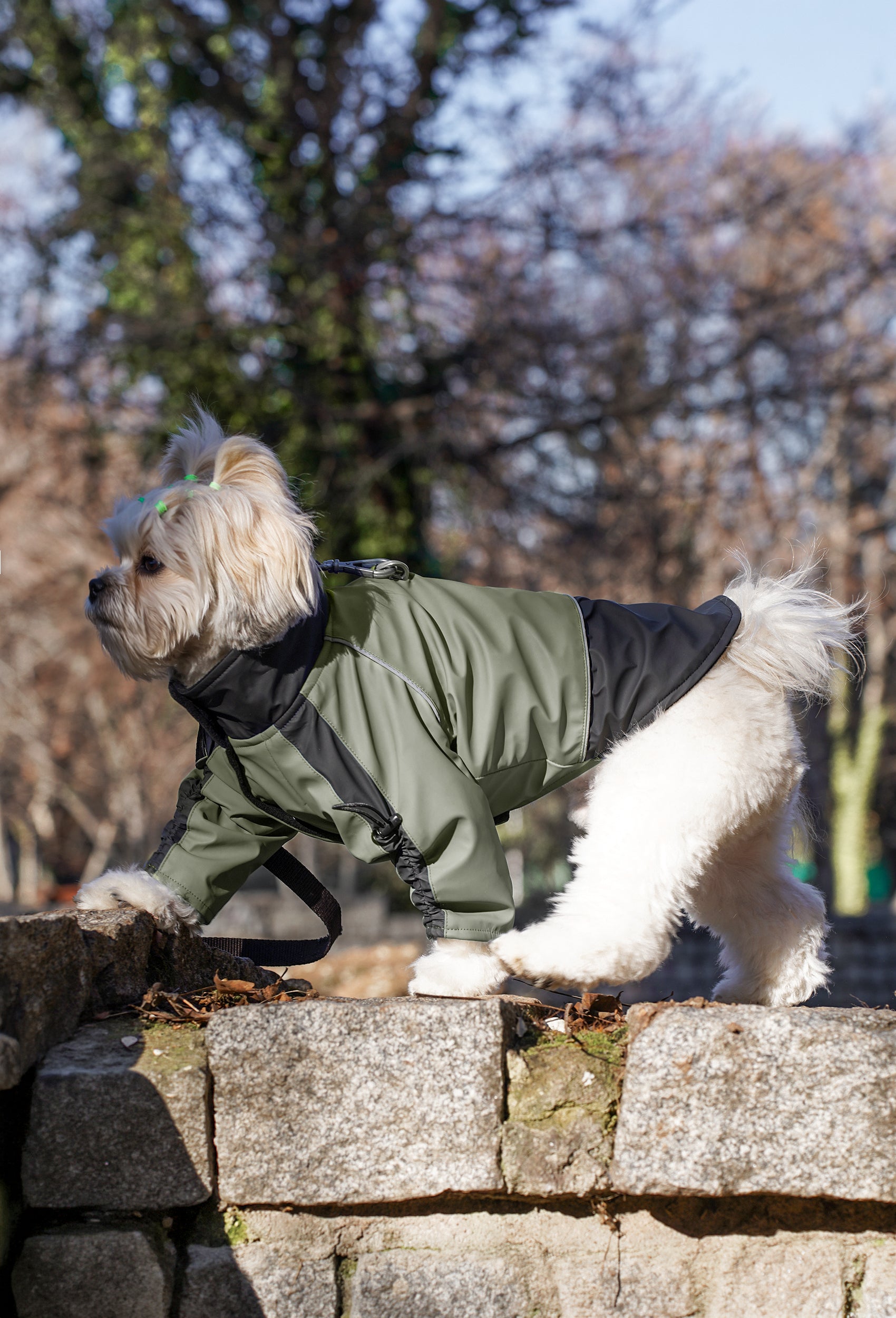 Doğada haki su geçirmez köpek montu giyen Shih Tzu köpek outdoor lifestyle fotoğrafı