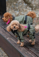 Bank üzerinde haki su geçirmez köpek tulumu giyen Mini Poodle köpek lifestyle fotoğrafı