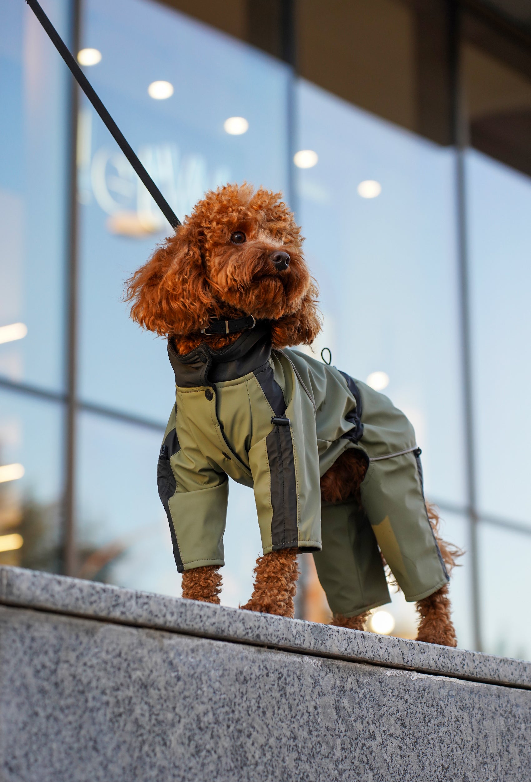 Şehirde haki su geçirmez köpek tulumu giyen Toy Poodle köpek lifestyle fotoğrafı İstanbul şehirde 